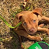 puppy, dog, grass, leash, green_leash, footwear, slide_sandal, sock, outdoor, pet, brown_dog, close_up, looking_up, young_dog, sunlight, nature, animal, cute, playing, human_leg