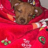 animal, blanket, christmas, cozy, cute, dog, ears, face, festive, fur, holiday, indoor, nose, pet, puppy, red, resting, sleepy, warm, wrapped