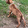 animal, back_view, brown_dog, canine, collar, daylight, dirt, dog, grass, ground, muscular, nature, outdoor, park, pet, portrait, profile, short_hair, standing, yard