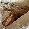 animal, blanket, brown_dog, candid, comfort, couch, cozy, dog, home, indoors, napping, pet, portrait_orientation, relaxed, resting, short_hair, sleeping, soft_furnishings, stretched_out, warm_lighting