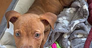 Laïka participe au concours pour gagner de l'argent avec cette photo : puppy, dog, pet, bed, blanket, toy, indoor, floor, brown, cute, young, animal, canine, looking_up, resting, cozy, playful, fur, ears, nose
