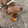 Laïka a rejoint le concours — aidez-le/la à gagner de superbes lots ! puppy, dog, brown_dog, harness, orange_ball, grass, dry_grass, outdoor, pet, leash, feet, sandals, person, toy, animal, playing, close_up, nature, daylight, ground