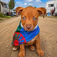 Laïka a rejoint le concours — aidez-le/la à gagner de superbes lots ! puppy, dog, brown_dog, bandana, outdoor, dirt_path, blue_sky, clouds, trailer, ears, cute, sitting, animal, pet, young_dog, portrait, fur, nostrils, eyes, ground