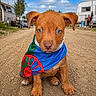 puppy, dog, brown_dog, bandana, outdoor, dirt_path, blue_sky, clouds, trailer, ears, cute, sitting, animal, pet, young_dog, portrait, fur, nostrils, eyes, ground