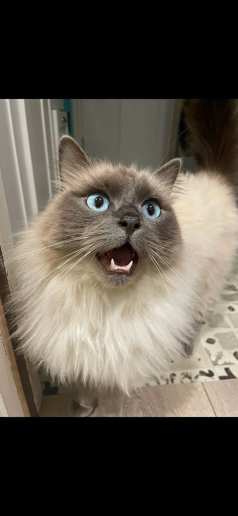 Figaro joined the competition — help win amazing prizes! balinese, birman, carnivore, cat, claw, fang, fashion_accessory, fawn, felidae, fur, paw, plant, siamese, small_to_medium_sized_cats, smile, snout, tail, terrestrial_animal, thai, whiskers