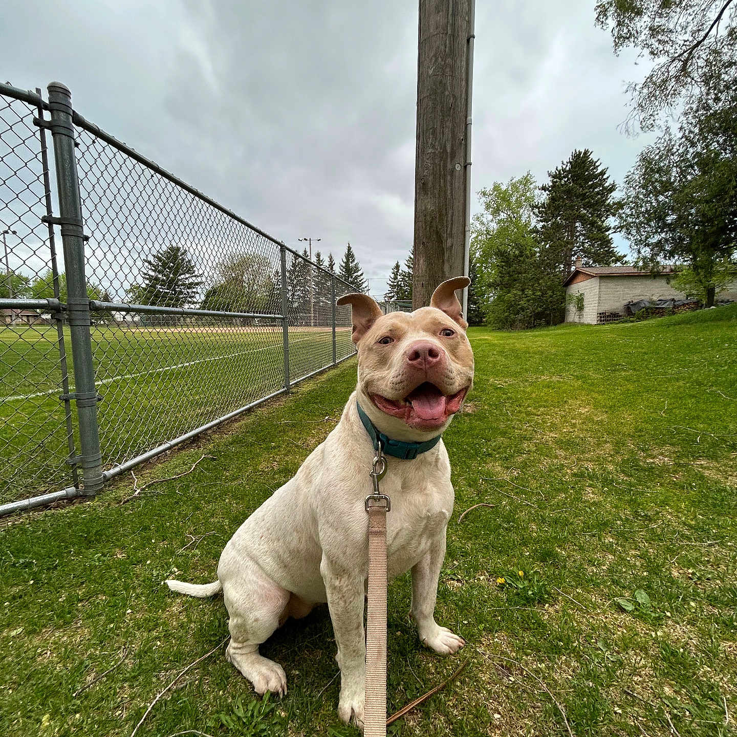 Stella joined the competition — help win amazing prizes! animal, building, canine, cloudy_sky, collar, daytime, dog, fence, field, grass, happy, leash, nature, outdoor, pet, playful, pole, sitting, tongue_out, tree