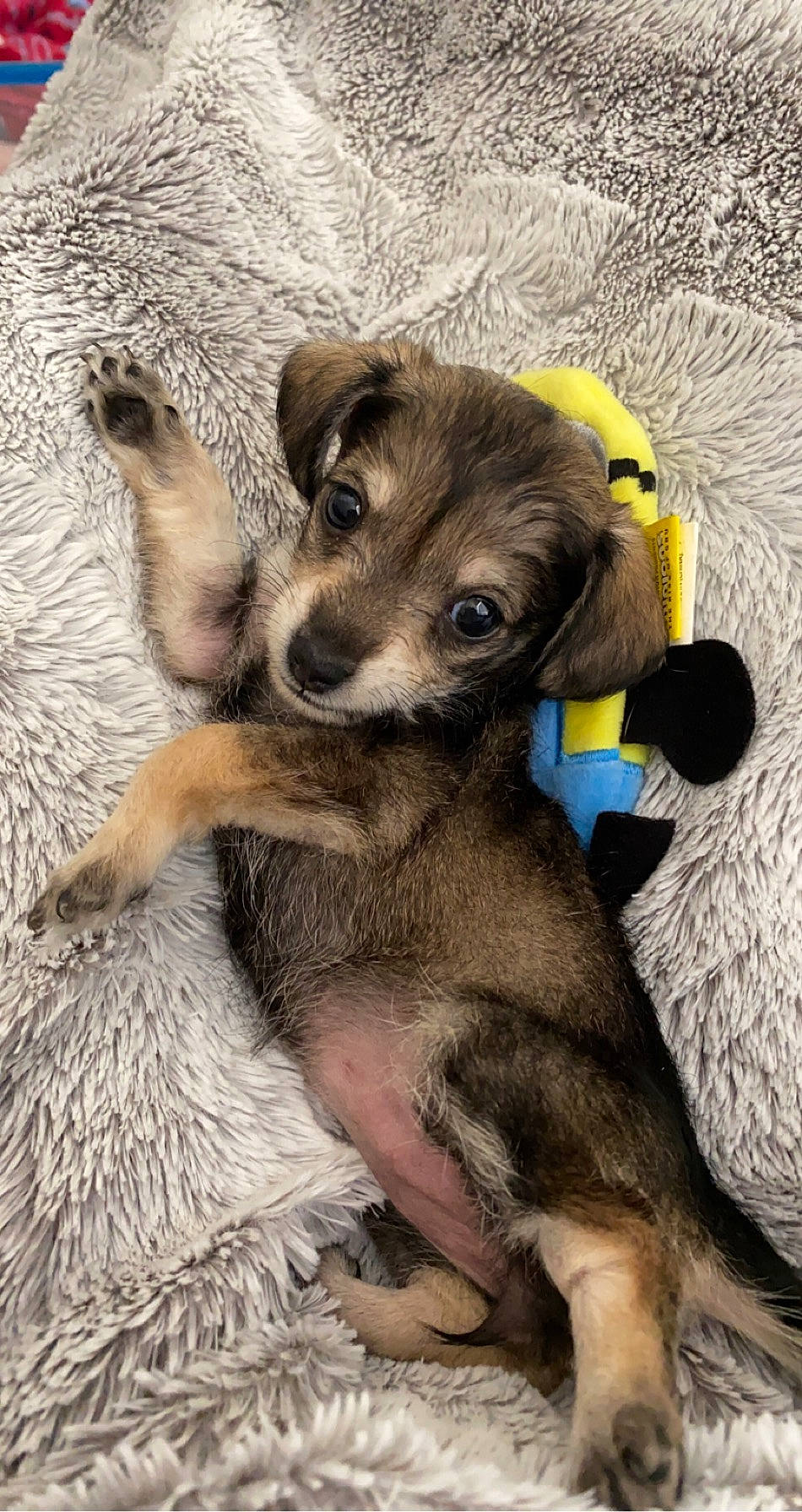 Mamas is registered to the contest to win money with this photo: canidae, carnivore, dog, dog_breed, fawn, mammal, puppy, vertebrate, whippet