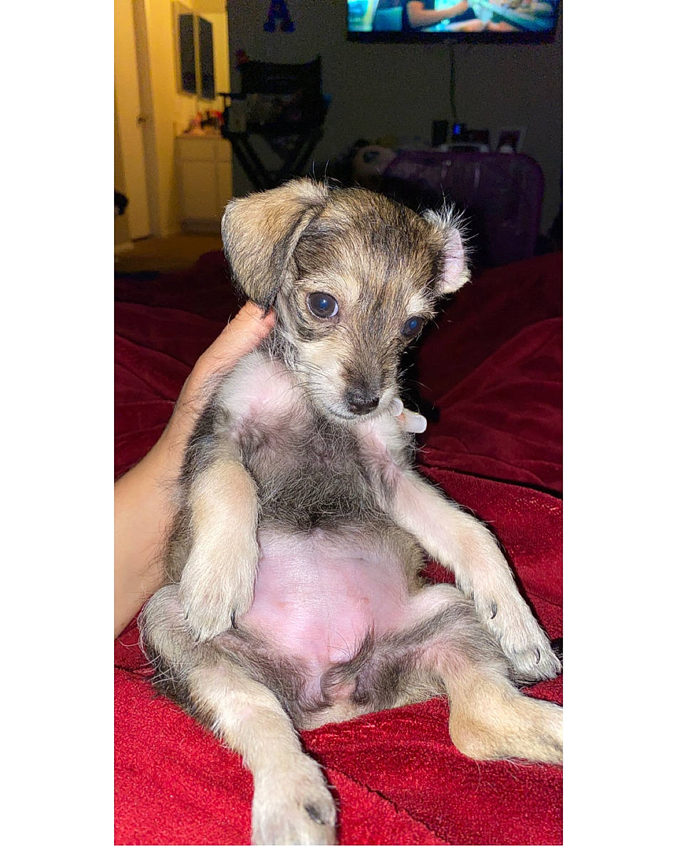 Mamas is registered to the contest to win money with this photo: canidae, carnivore, chinese_crested_dog, companion_dog, dog, dog_breed, irish_wolfhound, longhaired_whippet, mammal, miniature_schnauzer, puppy, rare_breed_dog, schnauzer, schnoodle, snout, vertebrate, whippet