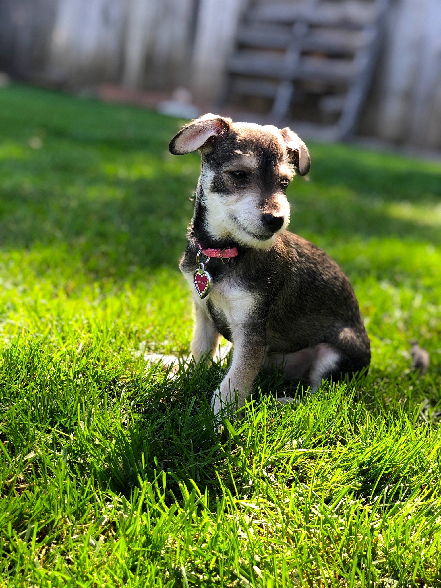 Mamas joined the competition — help win amazing prizes! canidae, carnivore, companion_dog, dog, dog_breed, grass, lurcher, mammal, plant, puppy, rare_breed_dog, sporting_group, vertebrate