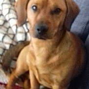 Tedy participe au concours pour gagner de l'argent avec cette photo : animal, background, blanket, blurred, brown_dog, canine, companion, couch, cozy, dog, domestic, fur, furniture, home, indoor, mammal, pet, resting, sitting, unfocused