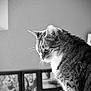 Enzo participe au concours pour gagner de l'argent avec cette photo : animal, black_and_white, blurred_background, cat, collage, domestic_cat, family_photos, feline, fur, indoor, pet, photography, portrait, profile_view, quiet, side_view, soft_light, tabby, whiskers, window_light