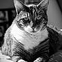 Enzo a rejoint le concours — aidez-le/la à gagner de superbes lots ! animal, bed, black_and_white, cat, close_up, cozy, ears, eyes, feline, fur, indoor, paws, pet, portrait, relaxed, resting, soft_light, striped, tabby, whiskers