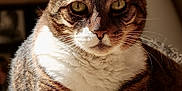 Enzo a rejoint le concours — aidez-le/la à gagner de superbes lots ! animal, bed, cat, closeup, cozy, domestic, ears, eyes, feline, fur, indoor, mammal, paws, pet, portrait, relaxing, resting, sunlight, tabby, whiskers