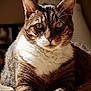 animal, bed, cat, closeup, cozy, domestic, ears, eyes, feline, fur, indoor, mammal, paws, pet, portrait, relaxing, resting, sunlight, tabby, whiskers
