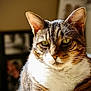animal, cat, close_up, cute, domestic_cat, ears, face, feline, fur, green_eyes, indoor, looking_at_camera, mammal, pet, portrait, relaxed, soft_light, sunlight, tabby, whiskers