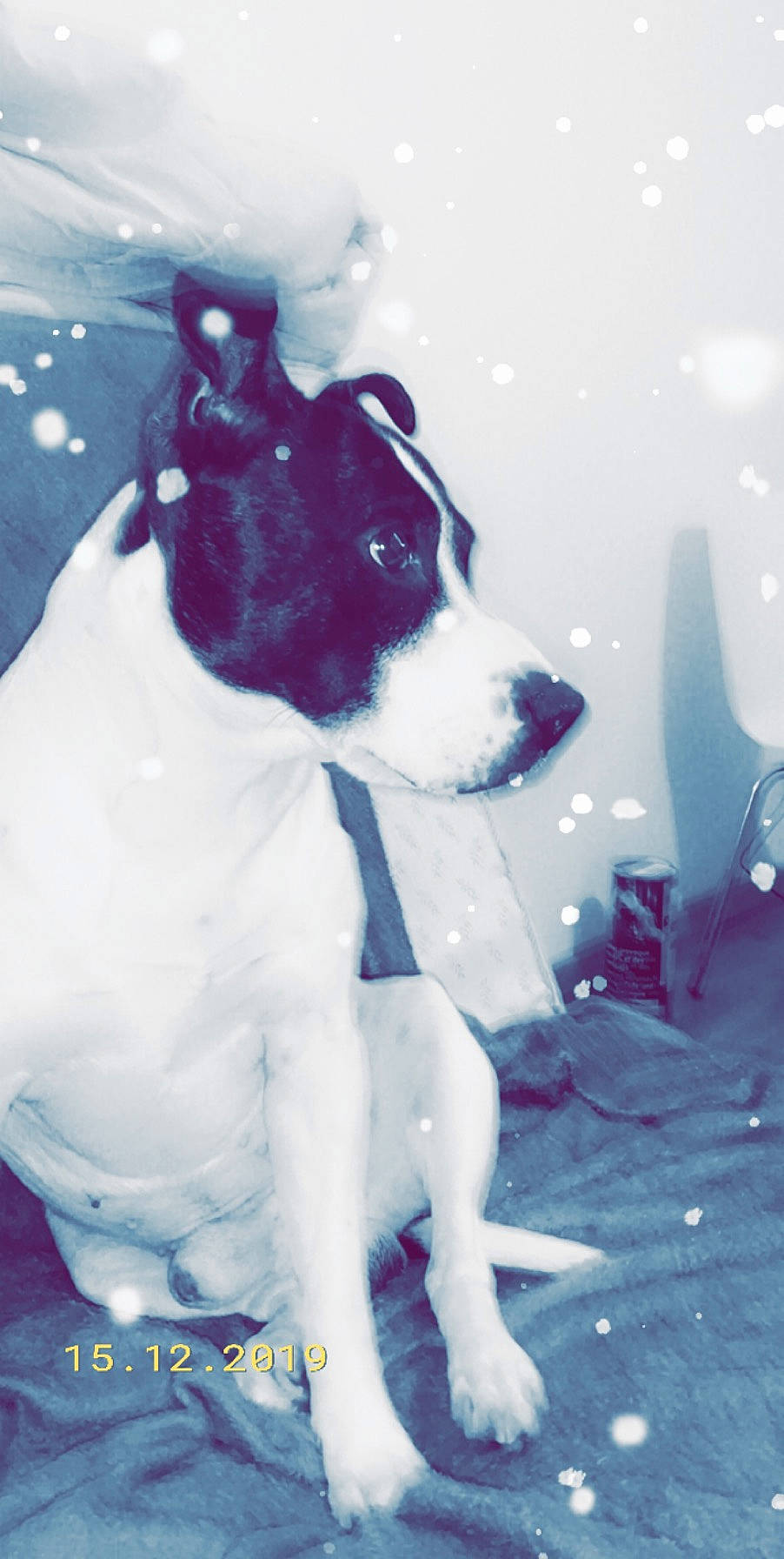 Jack participe au concours pour gagner de l'argent avec cette photo : american_pit_bull_terrier, american_staffordshire_terrier, canidae, carnivore, dog, dog_breed, mammal, terrier
