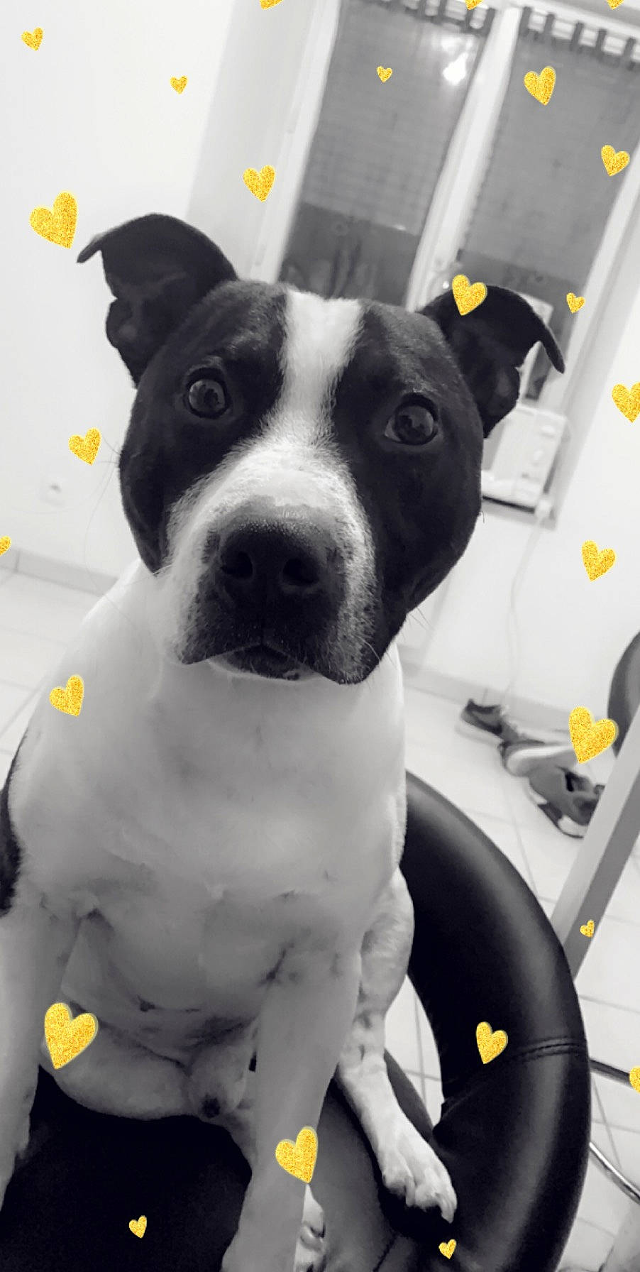 Jack participe au concours pour gagner de l'argent avec cette photo : american_pit_bull_terrier, american_staffordshire_terrier, canidae, carnivore, companion_dog, dog, dog_breed, fawn, mammal, non_sporting_group, nose, old_english_terrier, pit_bull, rare_breed_dog, snout, sporting_group, staffordshire_bull_terrier, terrier