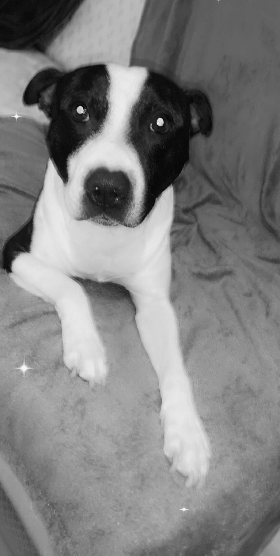 Jack participe au concours pour gagner de l'argent avec cette photo : american_staffordshire_terrier, canidae, carnivore, dog, dog_breed, fawn, feist, mammal, puppy, rare_breed_dog, snout, vertebrate