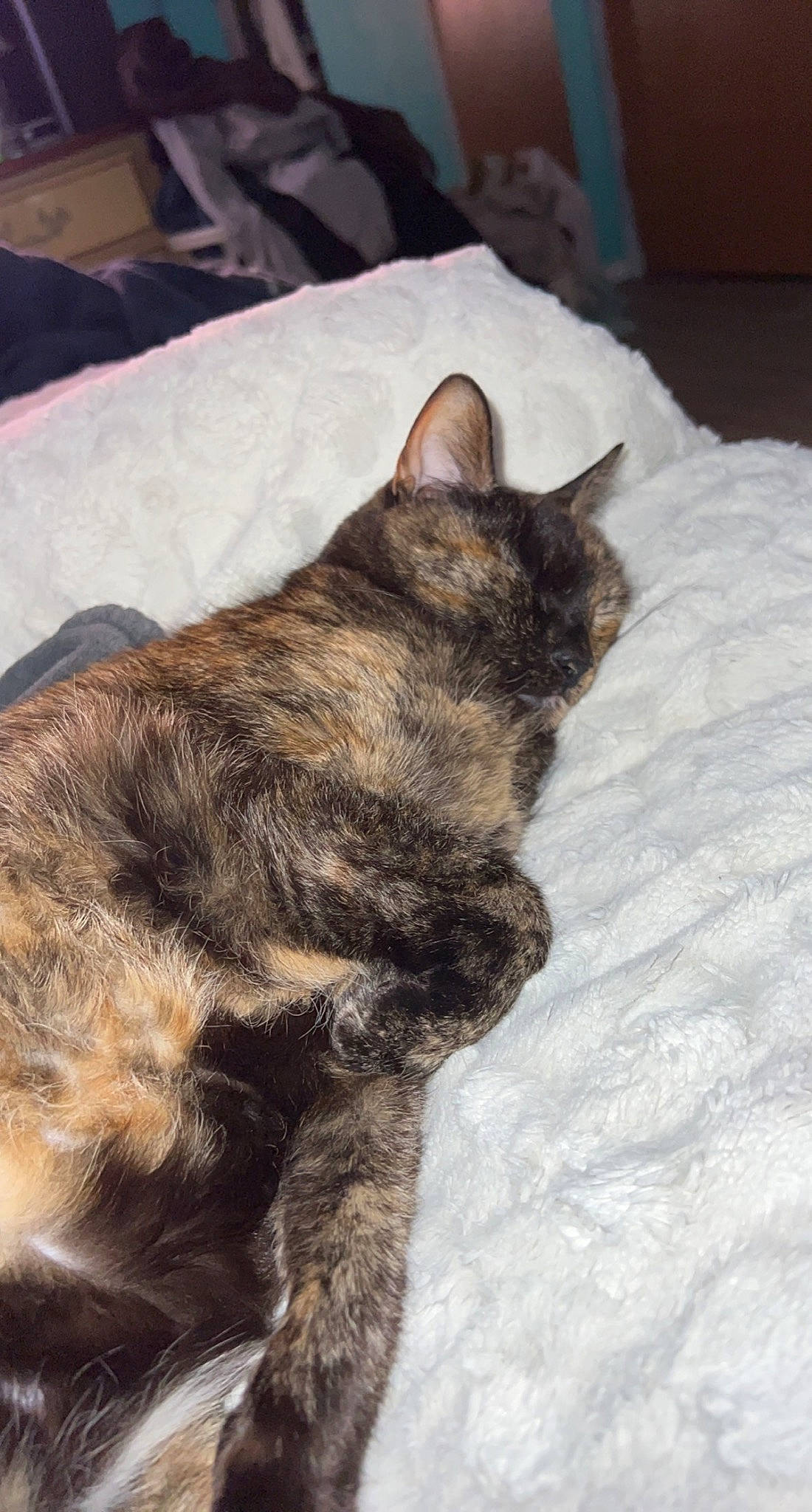 Midnight joined the competition — help win amazing prizes! canidae, carnivore, cat, claw, comfort, dog_breed, domestic_short_haired_cat, felidae, fur, liver, nap, paw, sleep, small_to_medium_sized_cats, snout, sporting_group, tail, terrestrial_animal, whiskers