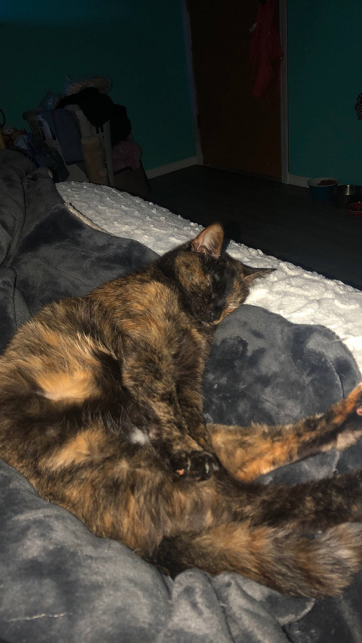 Midnight joined the competition — help win amazing prizes! canidae, carnivore, cat, claw, comfort, dog_breed, domestic_short_haired_cat, fawn, felidae, fur, houseplant, linens, nap, paw, small_to_medium_sized_cats, snout, sporting_group, tail, terrestrial_animal, whiskers