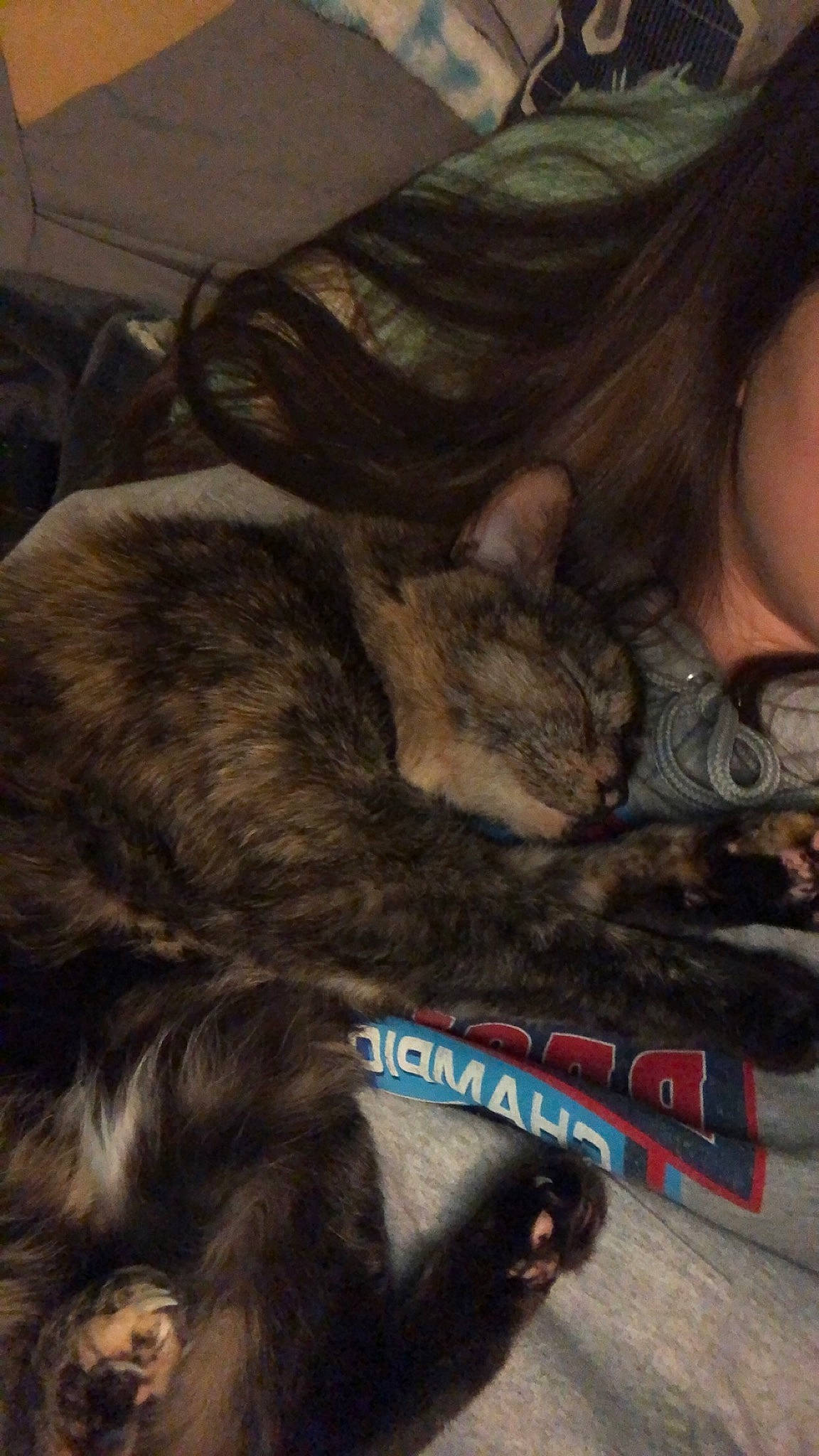 Midnight is registered to the contest to win money with this photo: black_cat, carnivore, cat, claw, comfort, dog_breed, domestic_short_haired_cat, ear, felidae, fur, human_leg, lap, nap, paw, sleep, small_to_medium_sized_cats, snout, tail, thigh, whiskers