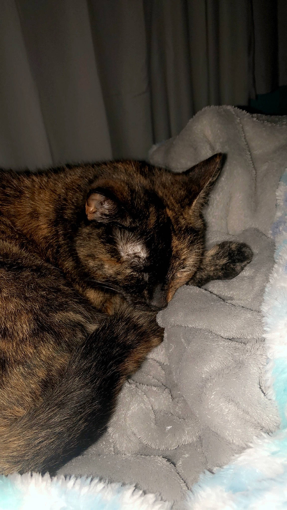 Midnight is registered to the contest to win money with this photo: bedding, carnivore, cat, cat_supply, claw, comfort, curtain, domestic_short_haired_cat, felidae, fur, linens, nap, paw, sleep, small_to_medium_sized_cats, snout, tail, terrestrial_animal, whiskers