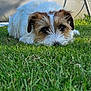 dog, small_dog, white_fur, brown_fur, lying_down, resting, grass, lawn, outdoors, sunlit, shadow, closeup, portrait, pet_portrait, fur, nose, eyes, garden, relaxed, summer