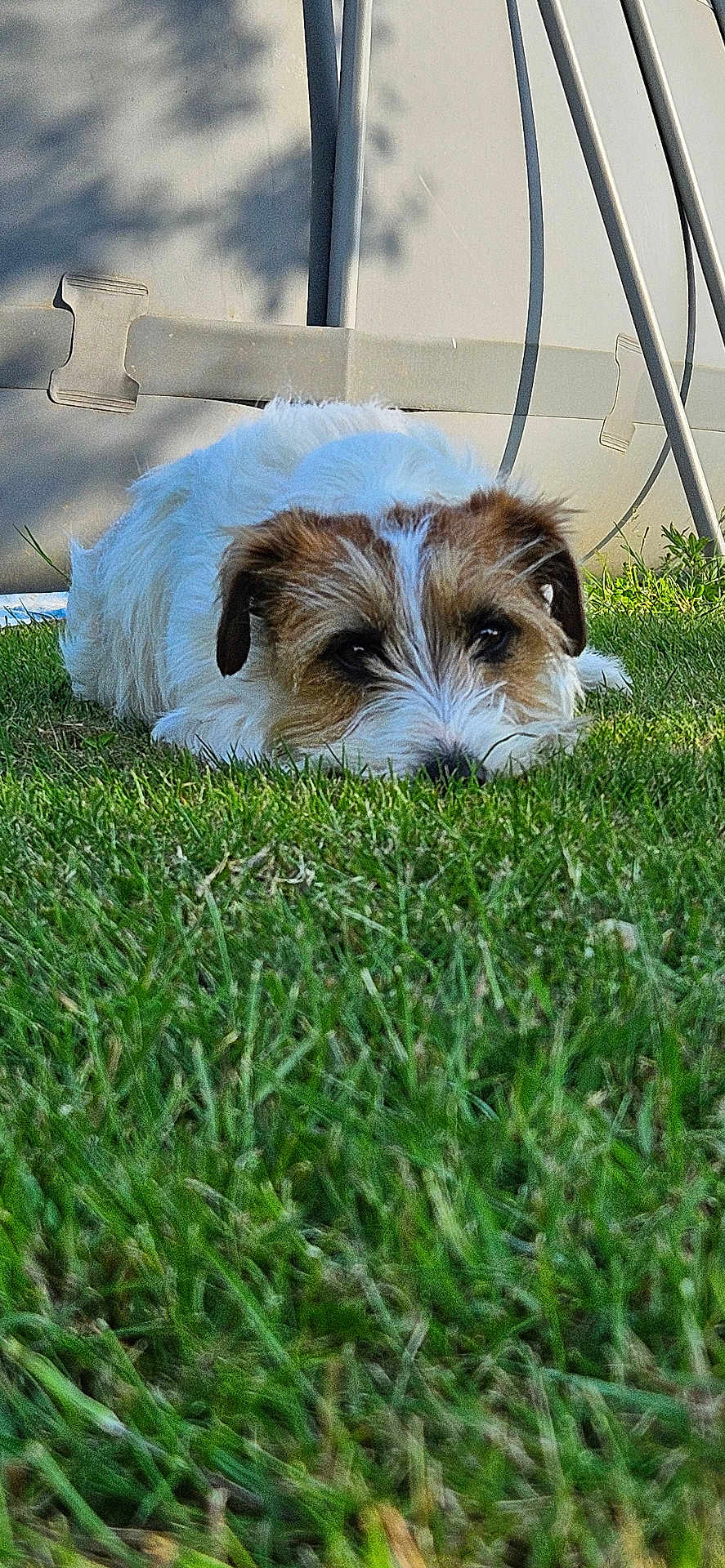 Taïa participe au concours pour gagner de l'argent avec cette photo : dog, small_dog, white_fur, brown_fur, lying_down, resting, grass, lawn, outdoors, sunlit, shadow, closeup, portrait, pet_portrait, fur, nose, eyes, garden, relaxed, summer