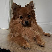 Tokyo a rejoint le concours — aidez-le/la à gagner de superbes lots ! animal, canine, chow, cockerspaniel, collie, dog, eskimodog, hardwood, indoors, interiordesign, papillon, pet, plywood, puppy, terrier, wood