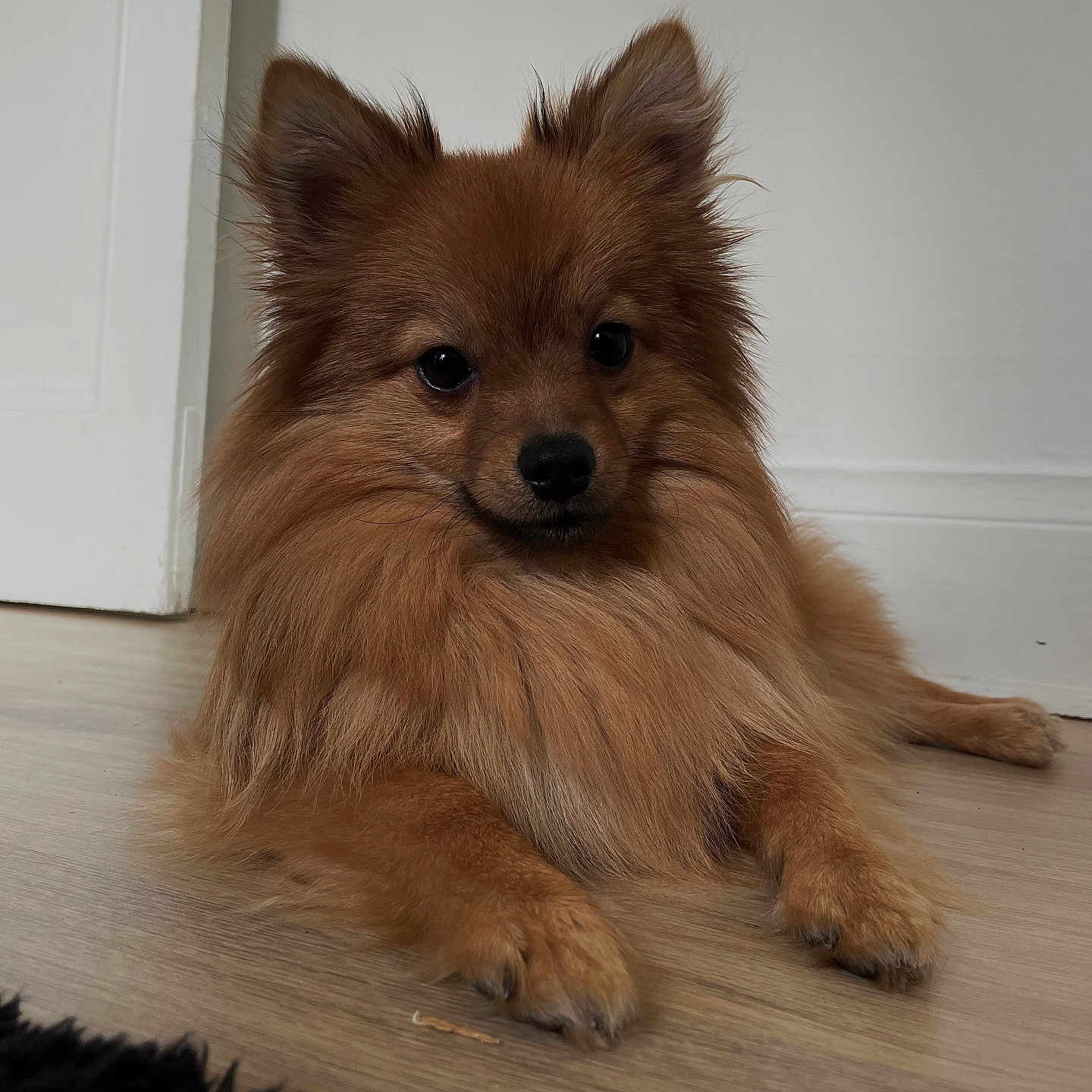 Tokyo a rejoint le concours — aidez-le/la à gagner de superbes lots ! animal, canine, chow, cockerspaniel, collie, dog, eskimodog, hardwood, indoors, interiordesign, papillon, pet, plywood, puppy, terrier, wood