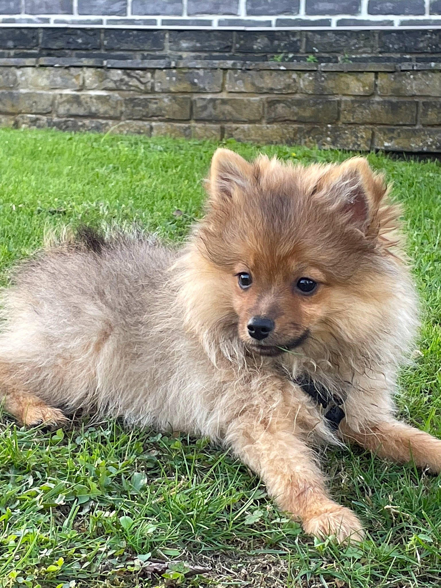 Tokyo participe au concours pour gagner de l'argent avec cette photo : ancient_dog_breeds, canidae, canis, carnivore, companion_dog, dog, dog_breed, fawn, fox, fur, german_spitz_mittel, grass, liver, puppy, snout, sporting_group, terrestrial_animal, whiskers, wildlife, working_animal