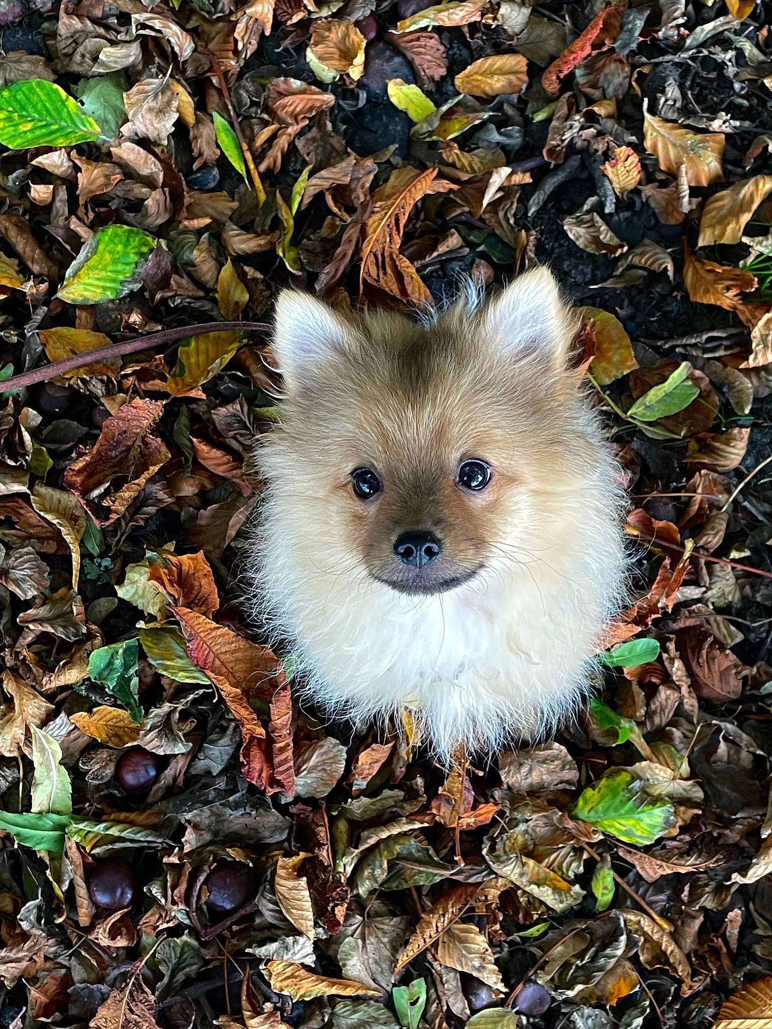 Tokyo a rejoint le concours — aidez-le/la à gagner de superbes lots ! carnivore, fawn, fur, grass, grasshopper_mouse, groundcover, nature, organism, plant, snout, soil, tail, terrestrial_animal, tree, whiskers, wildlife