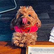 Jazzy joined the competition — help win amazing prizes! dog, tongue_out, red_jacket, wooden_table, documents, indoor, flooring, chair, playful, fluffy, pet, animal, paws, resting, cute, fur, background, light, cozy, companion