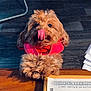 animal, background, chair, companion, cozy, cute, documents, dog, flooring, fluffy, fur, indoor, light, paws, pet, playful, red_jacket, resting, tongue_out, wooden_table