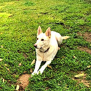 Bella is registered to the contest to win money with this photo: animal, backyard, ball, canine, dog, grass, husky, lawn, nature, outdoors, pet, plant, puppy, rock, soil, sport, tennis, vegetation, whitedog, yard