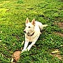 animal, backyard, ball, canine, dog, grass, husky, lawn, nature, outdoors, pet, plant, puppy, rock, soil, sport, tennis, vegetation, whitedog, yard