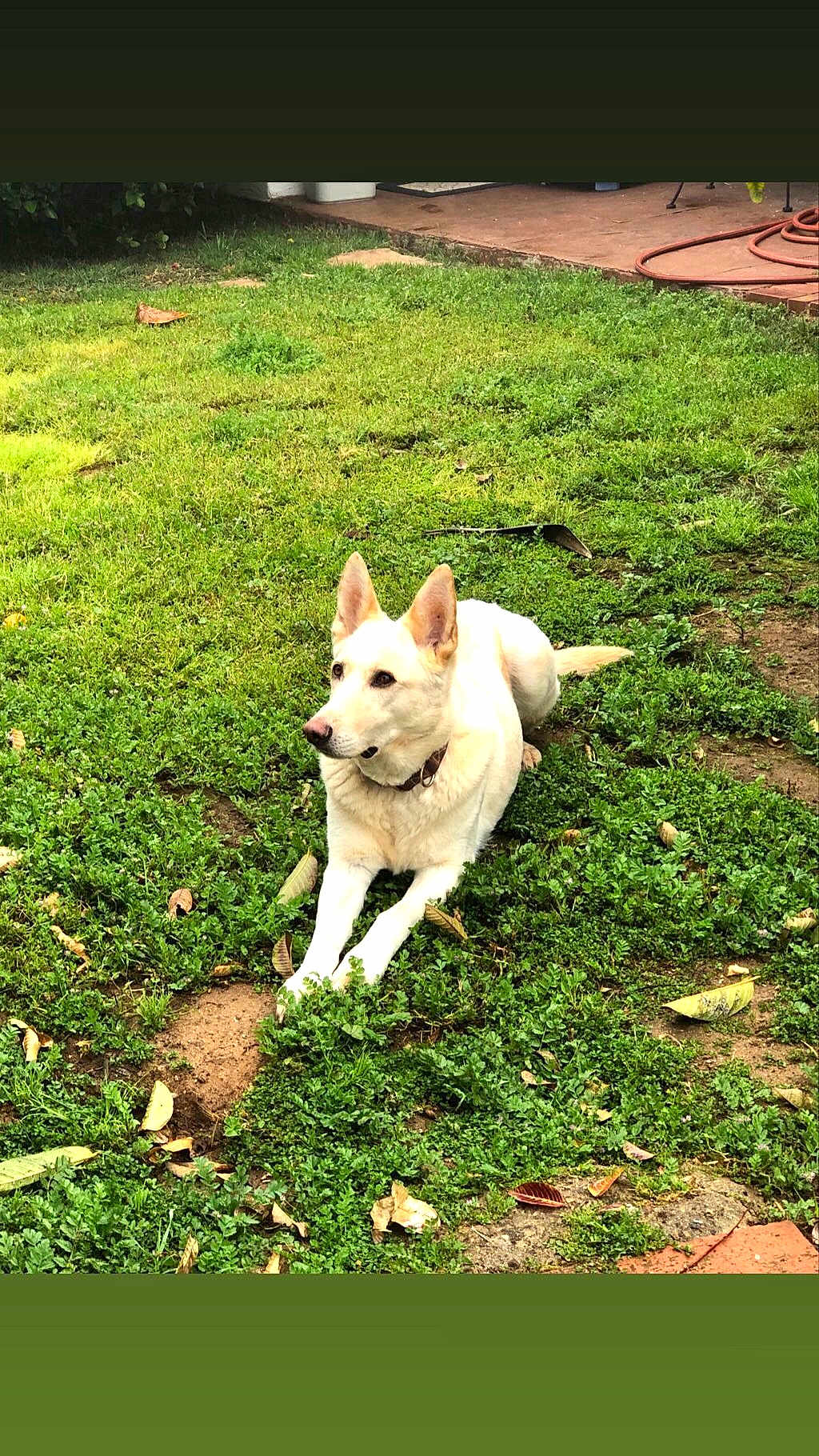 Bella is registered to the contest to win money with this photo: animal, backyard, ball, canine, dog, grass, husky, lawn, nature, outdoors, pet, plant, puppy, rock, soil, sport, tennis, vegetation, whitedog, yard