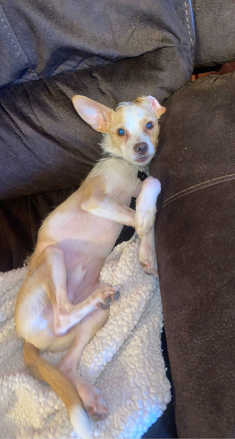 Fred joined the competition — help win amazing prizes! canidae, carnivore, chihuahua, comfort, companion_dog, dog, dog_breed, dog_supply, fawn, fur, irishjacks, non_sporting_group, paw, puppy, russkiy_toy, sporting_group, terrestrial_animal, toy_dog, whiskers, working_animal