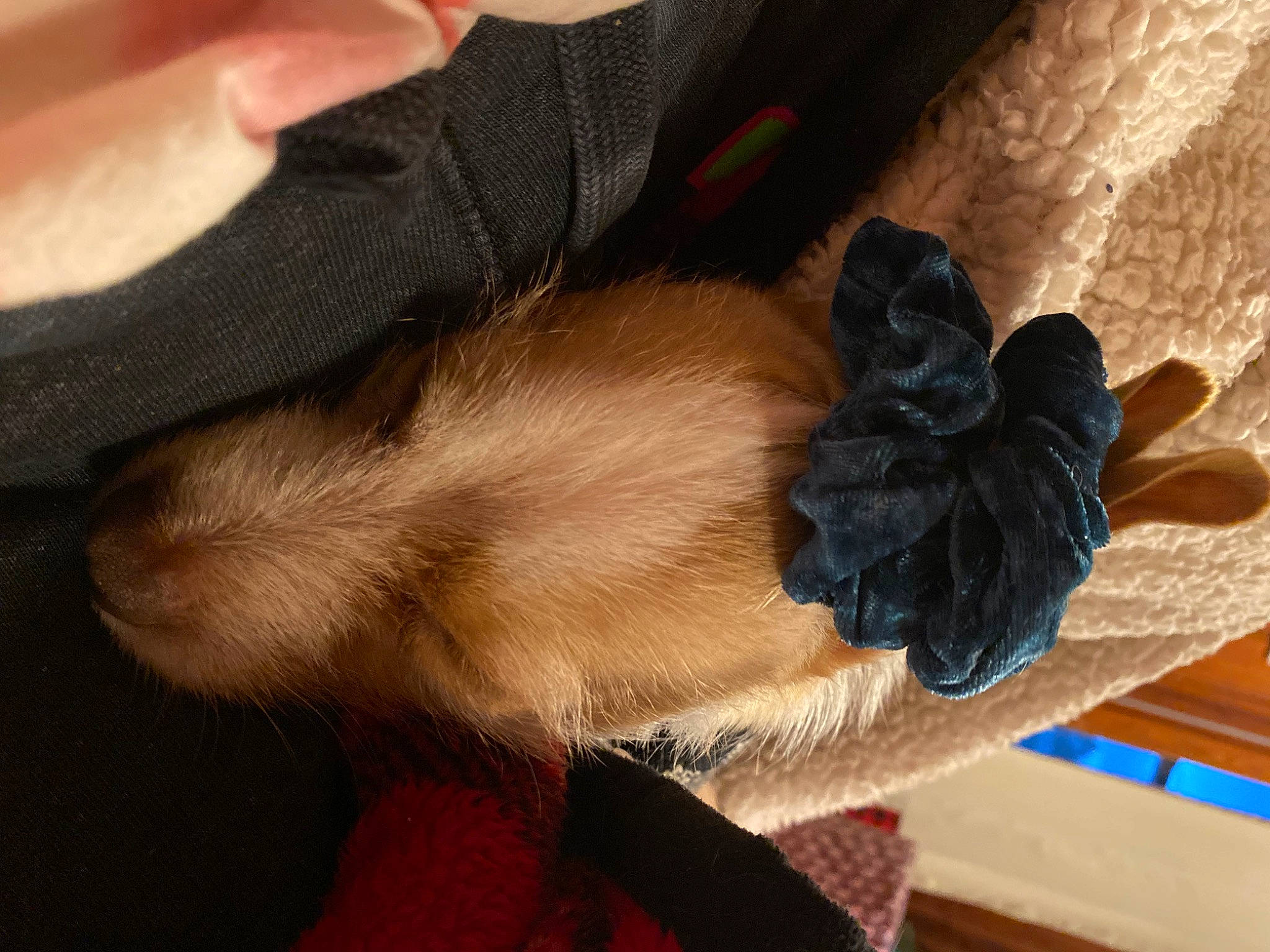 Fred joined the competition — help win amazing prizes! canidae, carnivore, comfort, companion_dog, dog_breed, ear, electric_blue, fashion_accessory, fawn, felidae, fur, liver, nap, paw, pet_supply, small_to_medium_sized_cats, sporting_group, tail, whiskers, wood