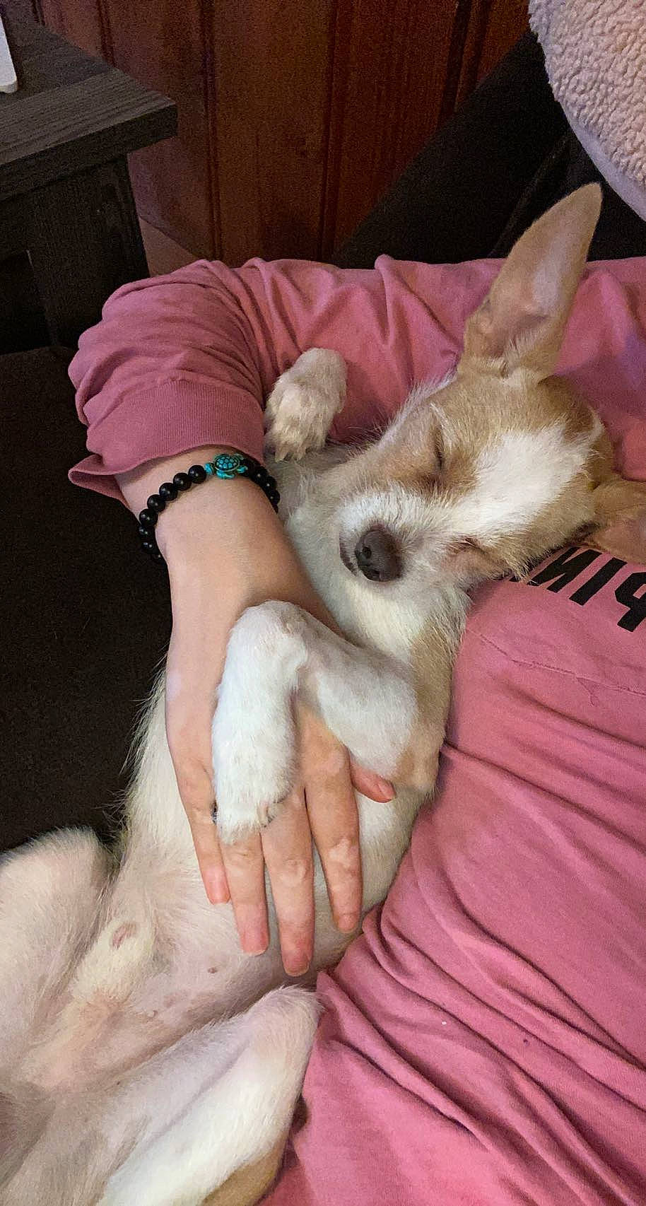 Fred is registered to the contest to win money with this photo: canidae, carnivore, comfort, companion_dog, dog, dog_breed, ear, fawn, felidae, foot, fur, gesture, human_leg, knee, nail, paw, small_to_medium_sized_cats, tail, thigh, wrist