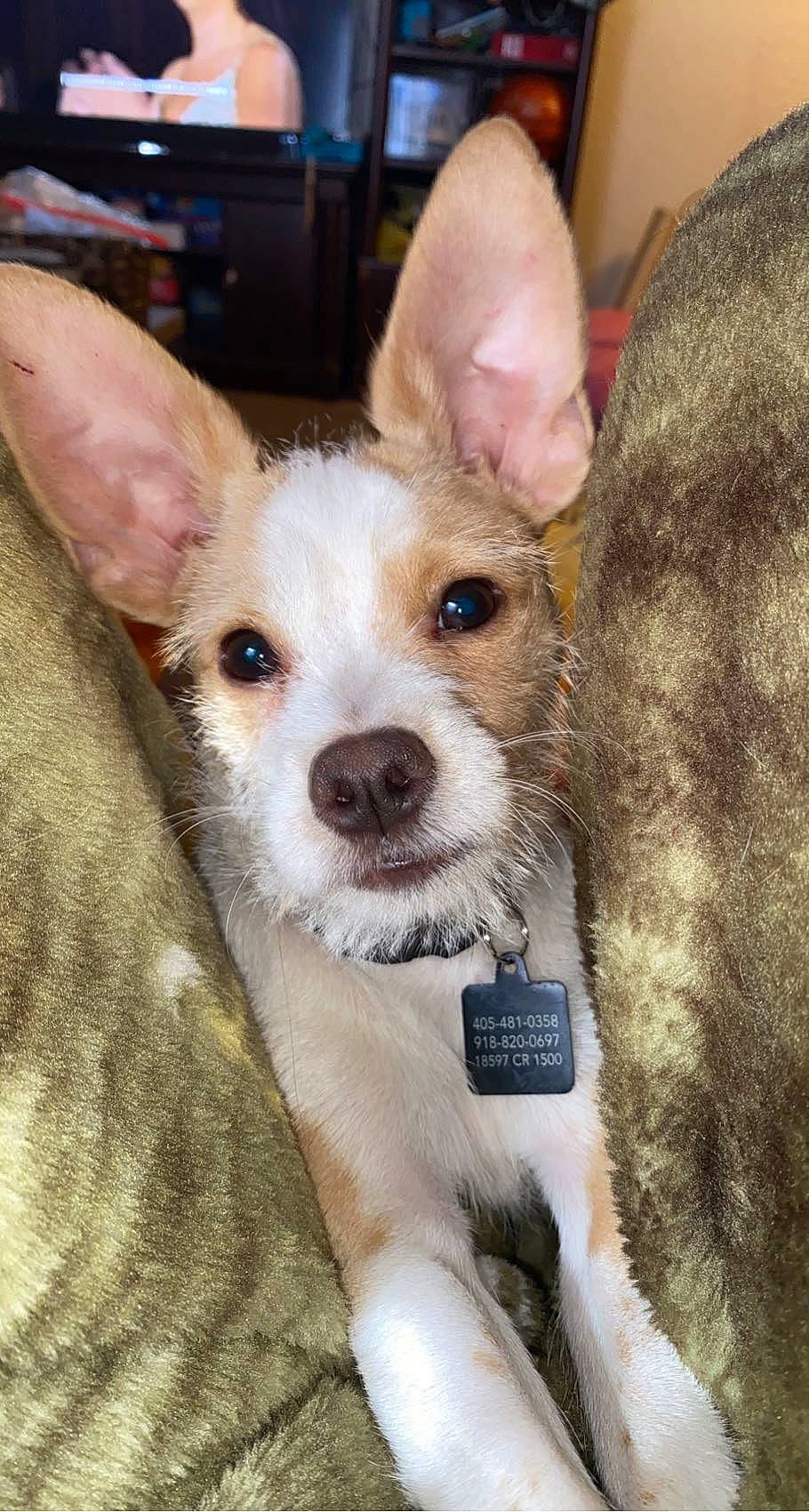 Fred is registered to the contest to win money with this photo: canidae, carnivore, companion_dog, corgi_chihuahua, dog, dog_breed, ear, eye, fawn, fur, non_sporting_group, snout, sporting_group, terrestrial_animal, texas_heeler, toy_dog, whiskers, working_animal