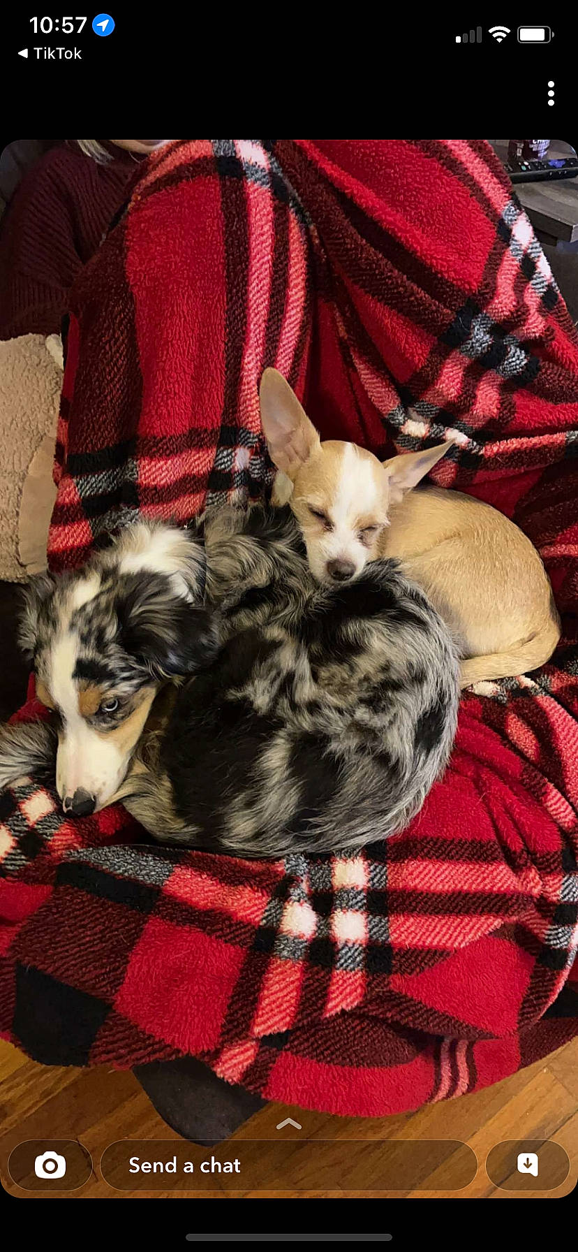 Maverick is registered to the contest to win money with this photo: basket, canidae, carnivore, chihuahua, comfort, companion_dog, couch, dog, dog_breed, dog_supply, fawn, fur, linens, nap, pattern, plaid, sporting_group, tartan, toy_dog, working_animal