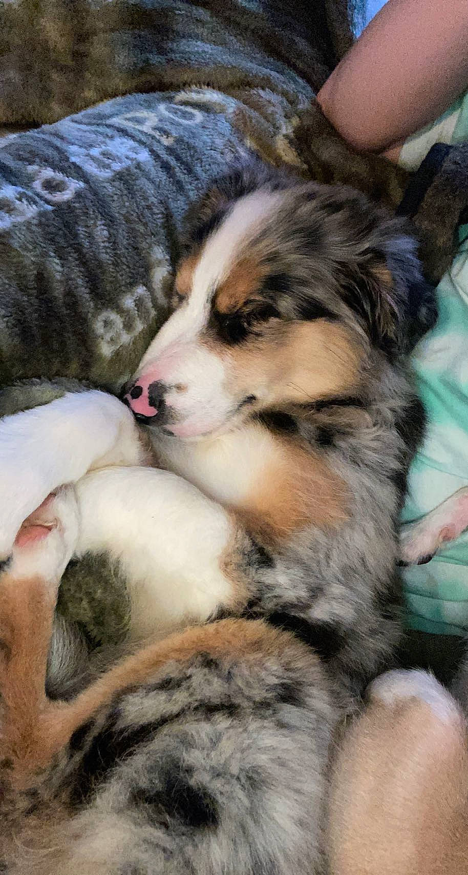 Maverick is registered to the contest to win money with this photo: australian_shepherd, canidae, carnivore, comfort, companion_dog, dog, dog_breed, fawn, fur, herding_dog, miniature_australian_shepherd, paw, snout, sporting_group, terrestrial_animal, whiskers, working_dog