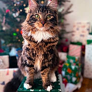 Otis joined the competition — help win amazing prizes! cat, tabby, fluffy, long_hair, pet, animal, portrait, green_eyes, whiskers, ears, paws, sitting, christmas, christmas_tree, gift, present, holiday, indoors, festive, close_up