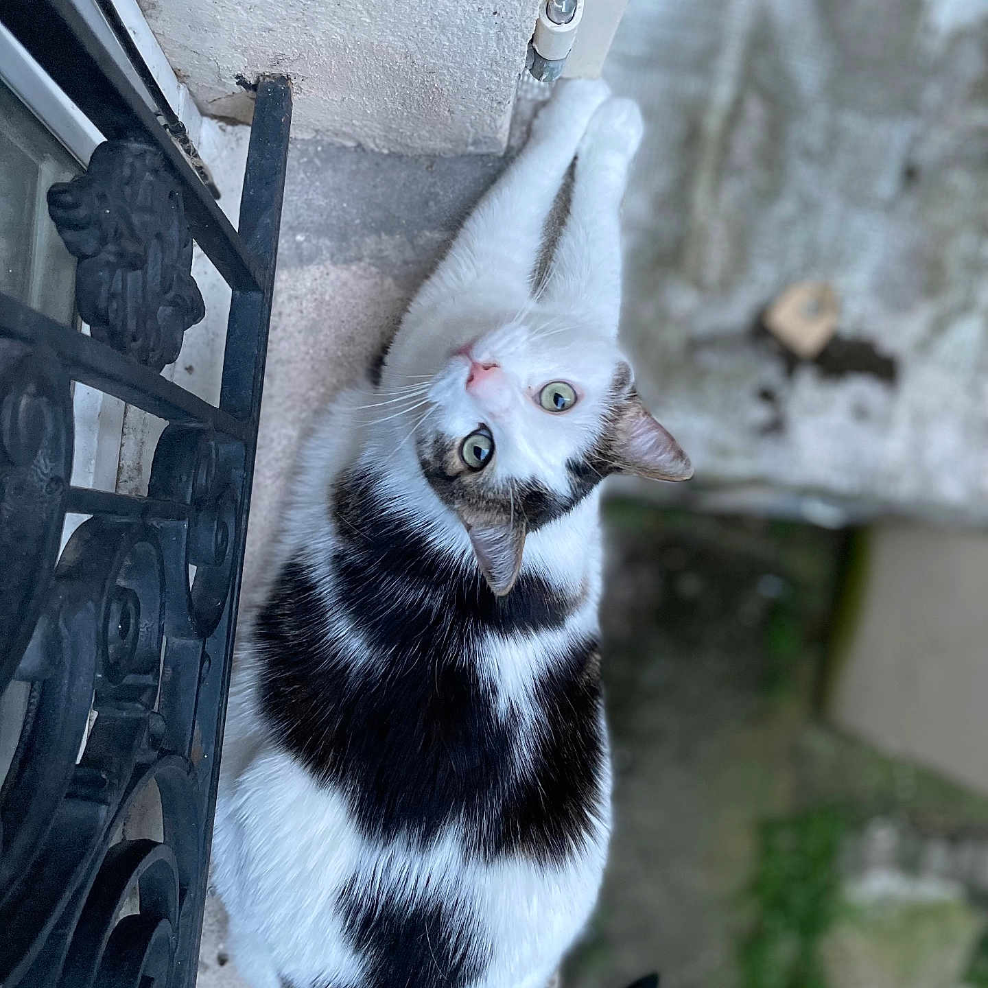 Plume a rejoint le concours — aidez-le/la à gagner de superbes lots ! abyssinian, angora, animal, architecture, building, cat, handrail, kitten, machine, manx, outdoors, pet, railing, shelter, slate, wall, wheel, window, windowsill, wood