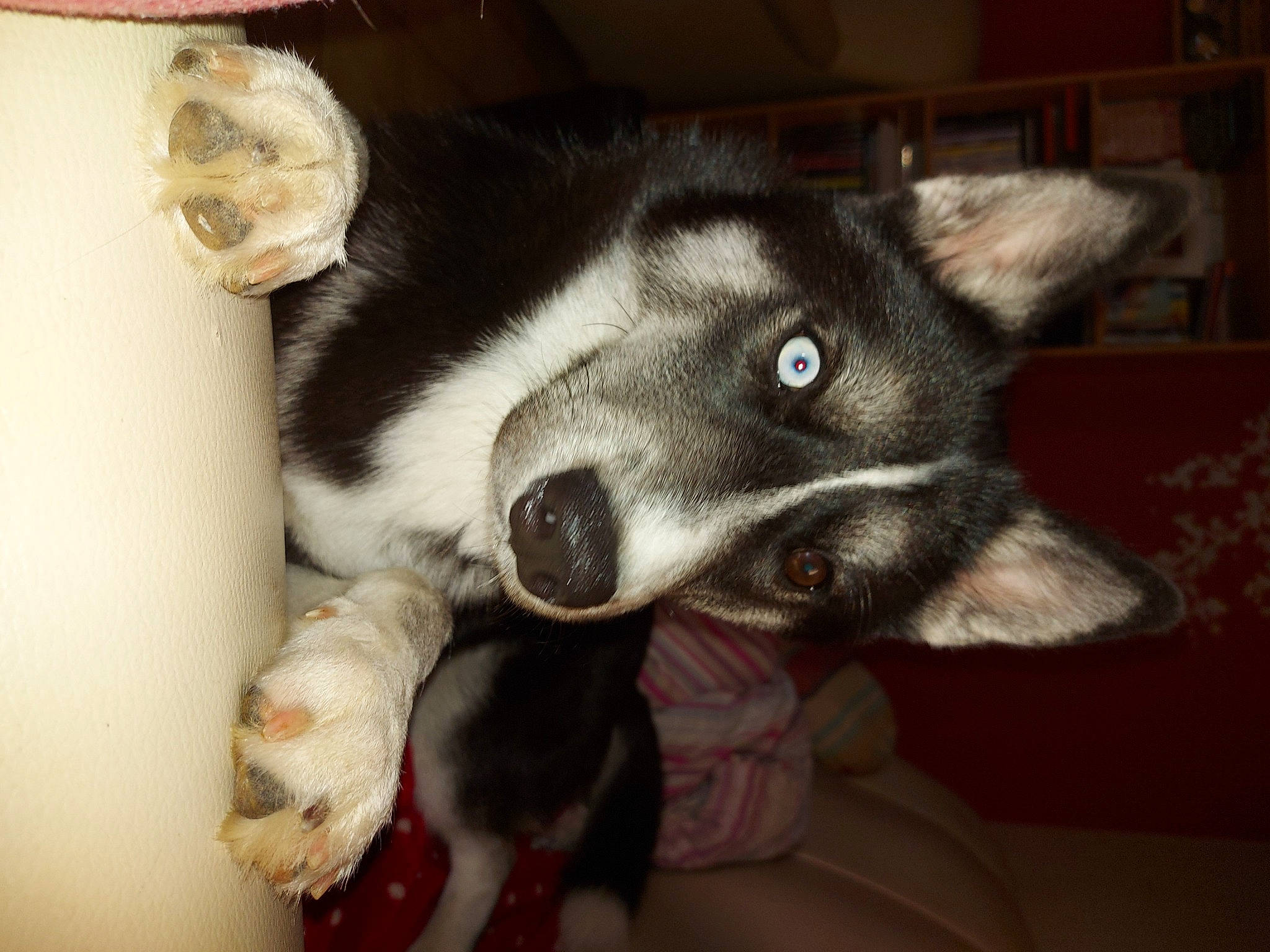 Rebelle a rejoint le concours — aidez-le/la à gagner de superbes lots ! alaskan_malamute, canidae, carnivore, dog, dog_breed, jaw, mammal, miniature_siberian_husky, native_american_indian_dog, northern_inuit_dog, nose, puppy, rare_breed_dog, sakhalin_husky, seppala_siberian_sleddog, siberian_husky, snout, vertebrate, whiskers, wolfdog
