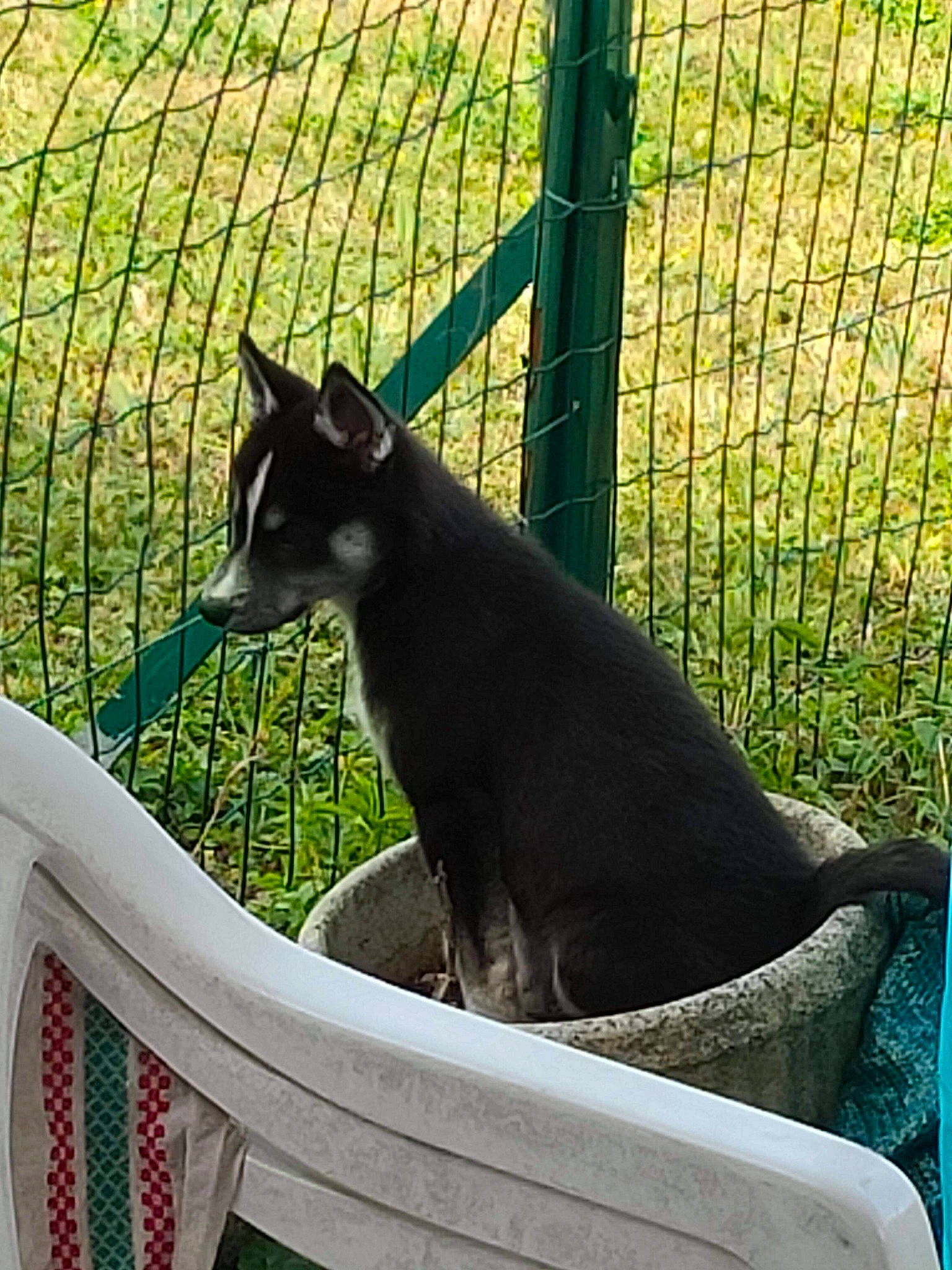 Rebelle participe au concours pour gagner de l'argent avec cette photo : animal_shelter, australian_kelpie, black_cat, canidae, carnivore, cat, dog, dog_breed, felidae, fence, grass, mammal, siberian_husky, small_to_medium_sized_cats, tail, vertebrate