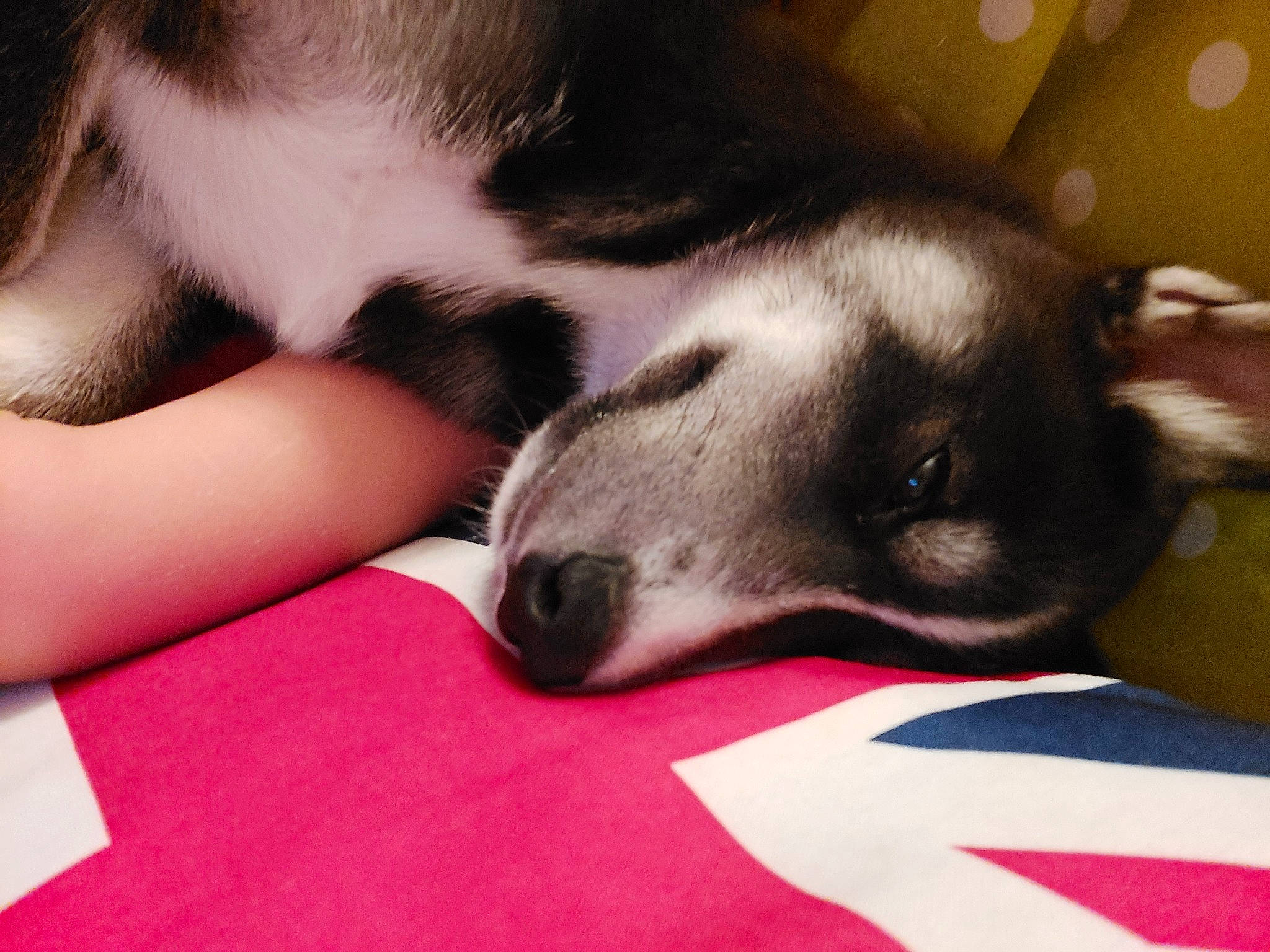 Rebelle a rejoint le concours — aidez-le/la à gagner de superbes lots ! canidae, carnivore, companion_dog, dog, dog_breed, ear, mammal, nap, nose, paw, puppy, puppy_love, rat_terrier, snout, whiskers
