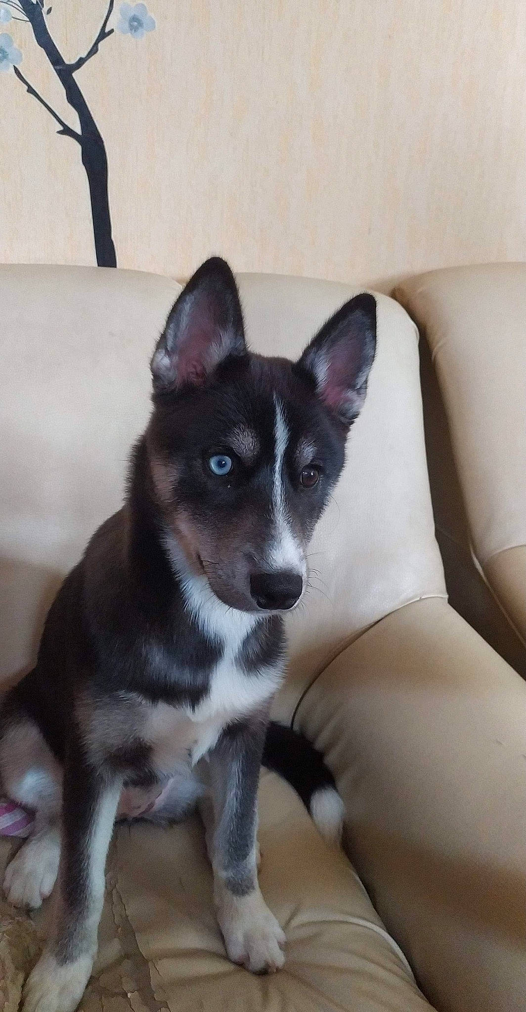 Rebelle participe au concours pour gagner de l'argent avec cette photo : australian_kelpie, basenji, canidae, carnivore, corgi_chihuahua, dog, dog_breed, mammal, puppy, rare_breed_dog, siberian_husky, teddy_roosevelt_terrier, vertebrate