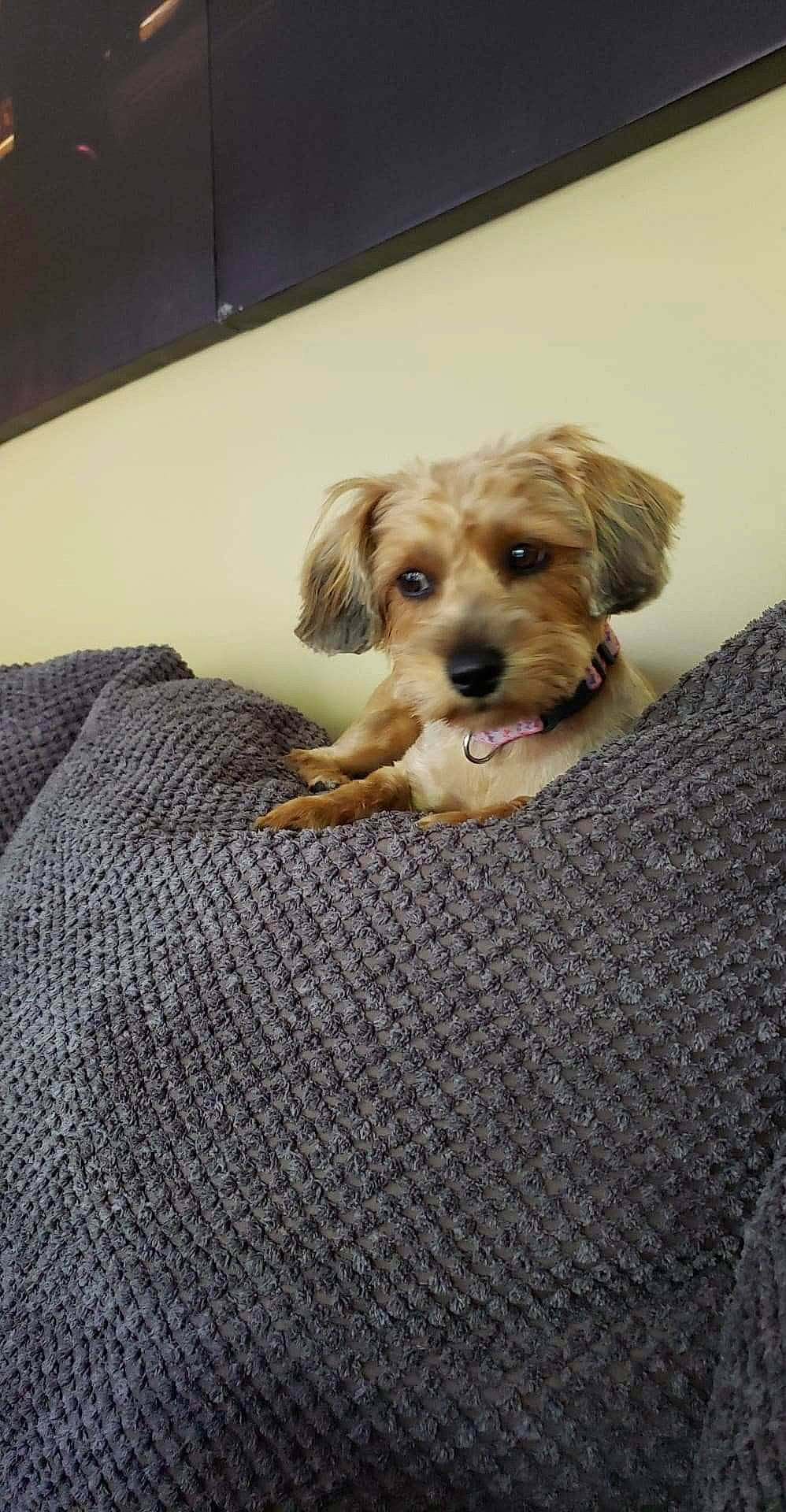 Khloe is registered to the contest to win money with this photo: canidae, carnivore, comfort, companion_dog, dog, dog_breed, dog_supply, fawn, flooring, fur, linens, small_terrier, sporting_group, terrestrial_animal, terrier, toy_dog, wood, working_animal, working_terrier